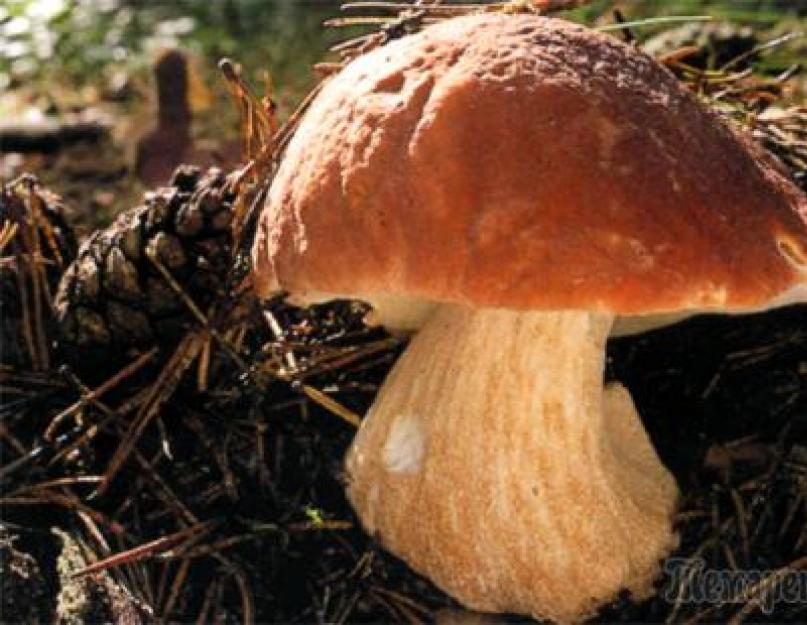 Через сколько появляются грибы. Сколько дней растёт гриб после дождь. Сколько растет белый гриб по времени после дождя. Как грибы после дождя значение.