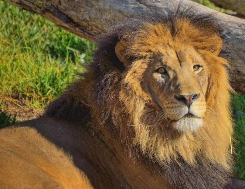 Mini žinutė apie liūtus.  Liūtas yra laukinis Afrikos gyvūnas: aprašymas, nuotraukos ir nuotraukos, vaizdo įrašas su liūtais.  Afrikos liūto aprašymas
