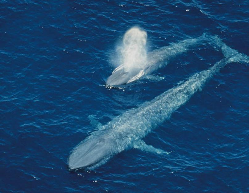 Кто тяжелее слон или носорог. Самое тяжелое животное в мире. Сколько весят голубой кит, слон и бегемот. Кашалот - зубатый кит