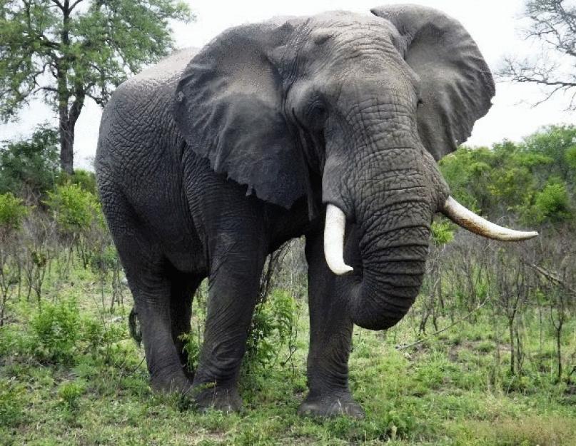 Интересные сведения о слонах для детей. Сколько лет живет слон? «Ушки» на макушке