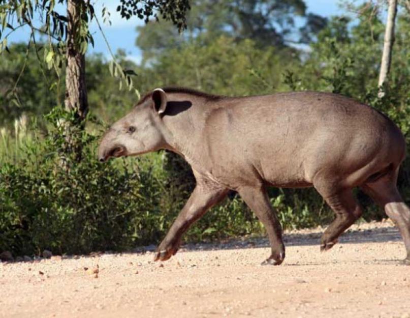 Milyen rendbe tartozik a tapír?  Tapír állat.  A tapír leírása, jellemzői, faja, életmódja és élőhelye.  Életmód és szociális viselkedés