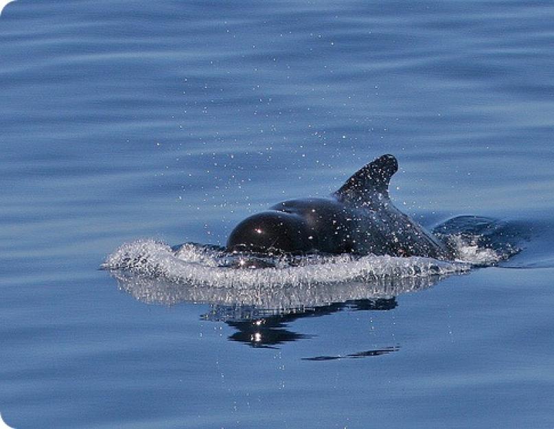 Grinds yra dideli delfinai.  Bandomasis banginis Delfinų elgesys ir mityba