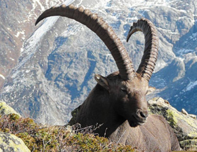 Горы. Горные животные: список, названия, виды, описание и фото Грызуны которые живут в горах