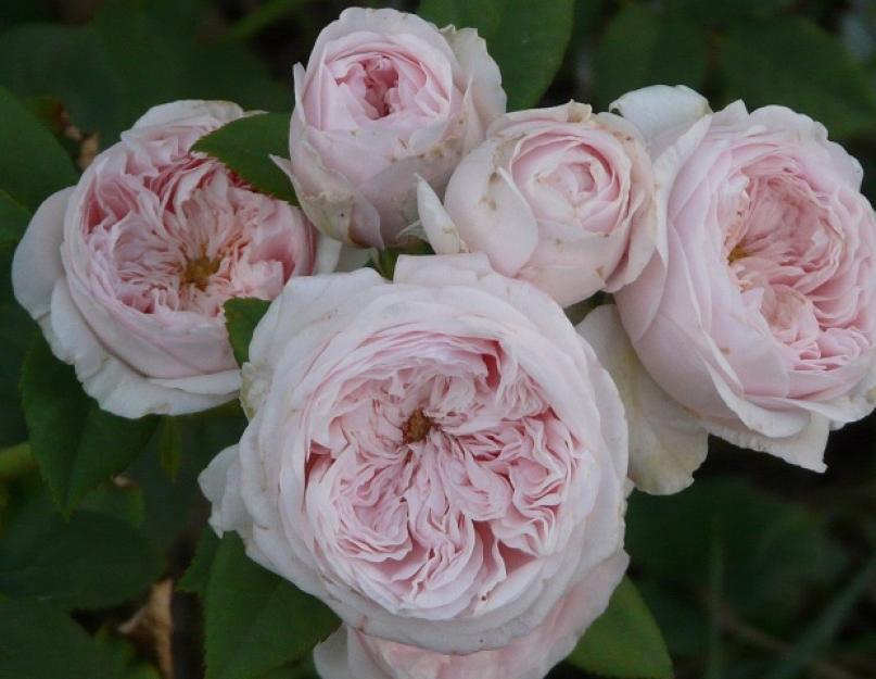 Роза шраб Клэр Остин: посадка и уход. Роза Клэр Остин: выращивание и уход Роза английская клэр роуз