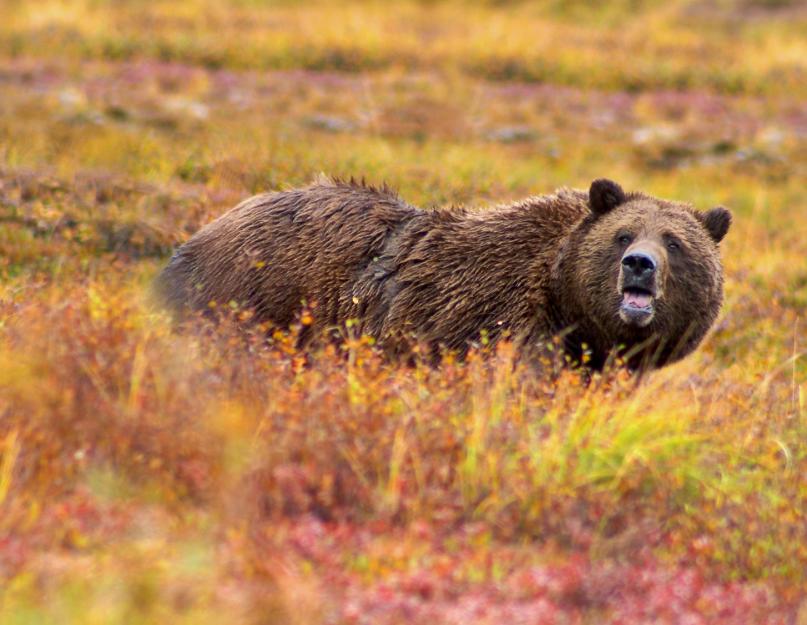 A világ legnagyobb barnamedve.  A világ legnagyobb medve