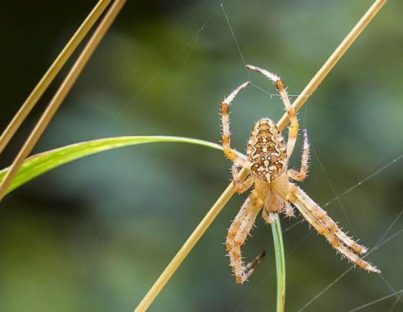 هل العنكبوت المتصالب خطير؟  عبر العنكبوت - الوصف والبنية والخصائص.  موسم التزاوج وتكاثر الصلبان