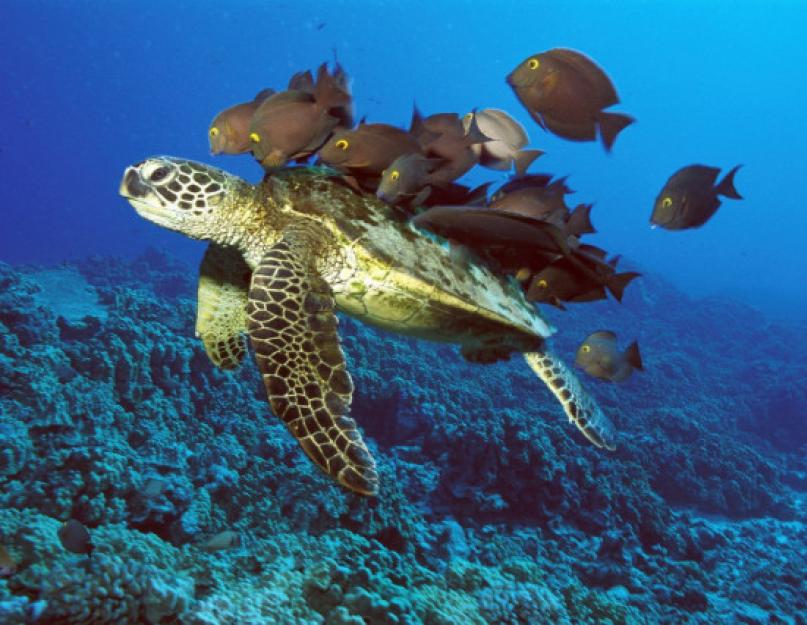 حجر السمك في جزر المالديف.  لا تعتبر جزر المالديف بلا سبب واحدة من أجمل الأماكن الساحرة للاسترخاء.  عالم تحت الماء في جزر المالديف