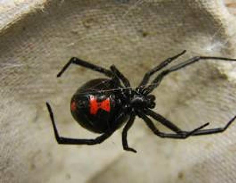 Kaip atrodo juodasis voras.  Juodoji našlė voras: egzistavimo bruožai.  Kuo pavojingas įkandimas?  Išskirtiniai juodosios našlės išvaizdos bruožai