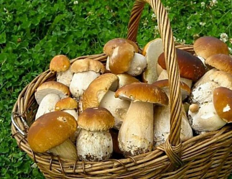 Lista képekkel az oroszországi ehető őszi gombákról.  Gombaszedő naptár és gombakalauz