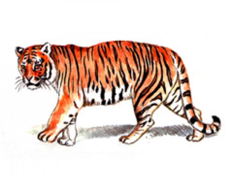 Az Ussuri tigris egy északi szépség.  Érdekes tények az amuri tigrisről