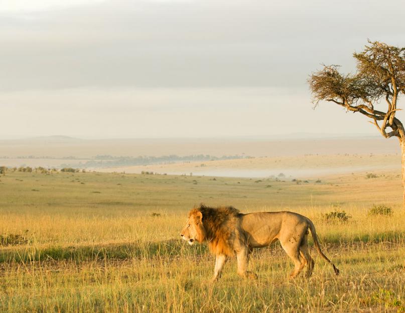 Сколько живут львы? Лев животное. Образ жизни и среда обитания льва