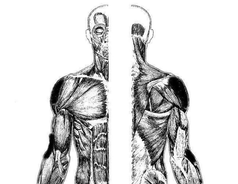 Anatomija ramena - Naučni pristup treningu ramena.  Mišići.  Supraspinous i infraspinous