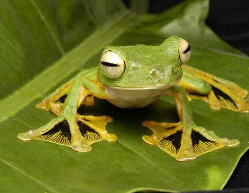 Чем лягушка отличается от жабы? Чем отличается жаба от лягушки Отличия жабы от лягушки окружающий мир 2