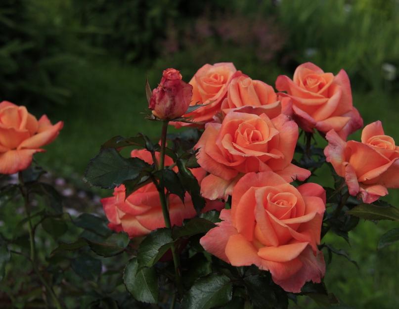 Чайно гибридные розы выращивание. Чайно-гибридные розы: что это? Посадка, уход и выращивание чайно-гибридных роз, обрезка и укрытие на зиму. Основные условия выращивания