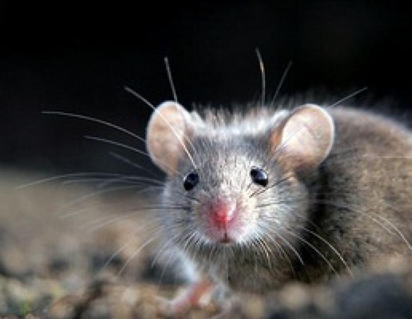 Виды сенсоров мышек. Классификация типов компьютерных мышек. Каковы внешние особенности мыши