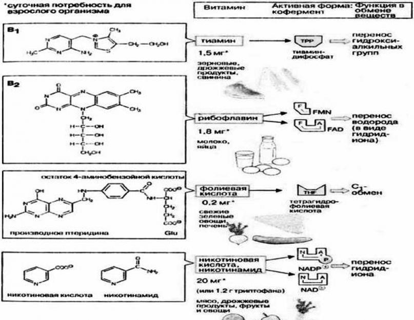 Vitaminler hakkında ek materyal.  Vitaminler - mesaj raporu.  C vitamini veya askorbik asitin sahip olduğu faydalı özellikler