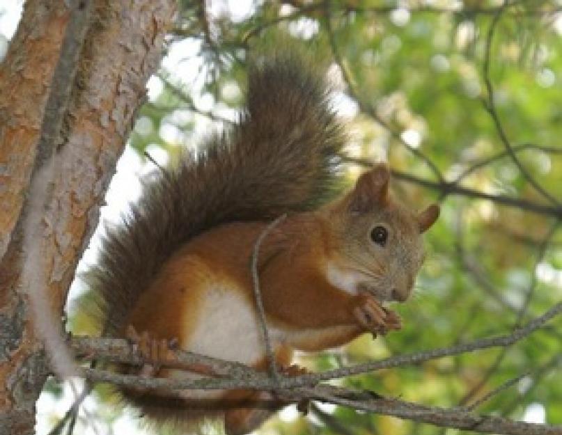 Dešimt įdomių faktų apie baltymus.  Paprastoji voverė Ar voverė yra visaėdė ar ne?