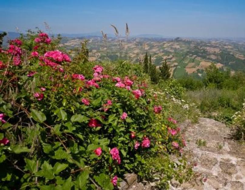 حماية البيئة.  لحماية النباتات والحيوانات في إيطاليا ، تم إنشاء العديد من المتنزهات الوطنية ؛  أكبرها غران باراديسو.  لم ترَ مثل هذه الطبيعة لإيطاليا من قبل