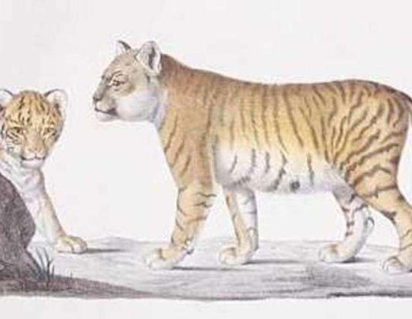 Ligers and Tigons: من هو؟  القطط الكبيرة الهجينة Liger tiger-lion mix