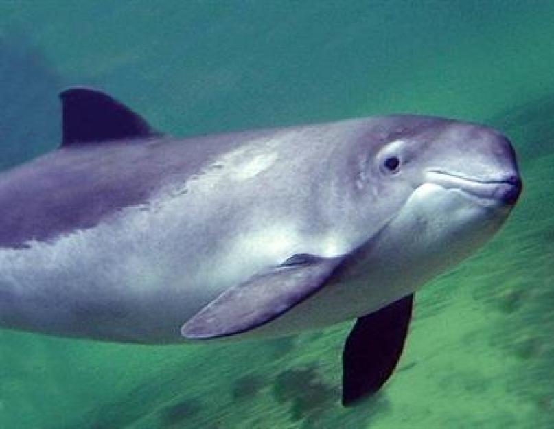 دلفين عادي أو دلفين عادي.  صور وفيديو للدلفين بيلوبوتشكا.  هل الدلفين الشائع هو الدلفين الأكثر شيوعًا؟  البحر الأسود يحيط به الأبيض
