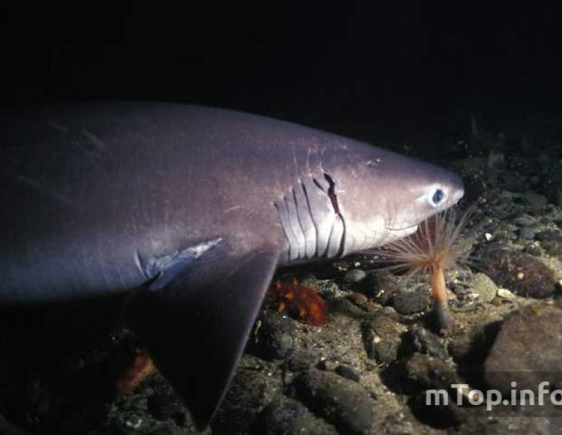 Ryklių nuotraukos.  Didžiausias ryklys pasaulyje – nuotrauka atminimui
