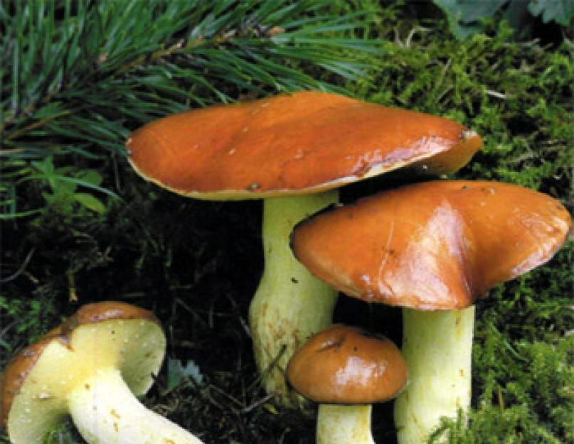 Образцы грибов. Съедобные грибы: названия с описанием. О грибном отравлении свидетельствуют