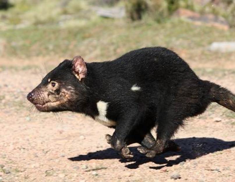 Žydrasis velnias yra retas gyvūnas.  Tasmanijos velnias: aprašymas, nuotrauka, vaizdo įrašas - baisus velnio velnio šauksmas Australijos gyvūnai Tasmanijos velnias