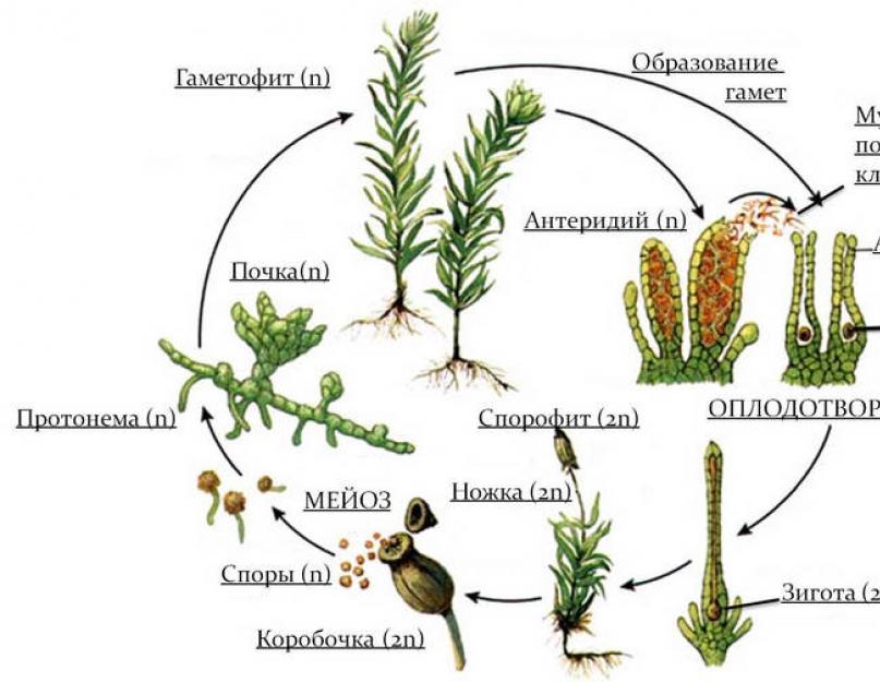 Ознаки, характерні представників царства рослини.  Основні ознаки рослин Головною ознакою нижчих рослин прийнято вважати