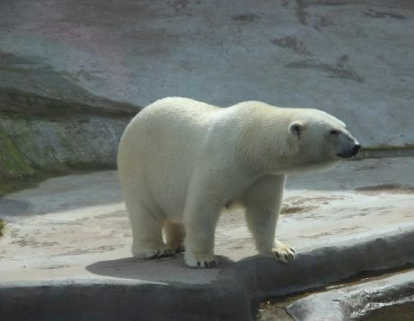 يعيش الدب القطبي في القطب الجنوبي.  حيوانات القطب الشمالي.  القطب الشمالي: الحيوانات ، ملامح البقاء في المناخ القاسي.  أين وكيف تعيش طيور البطريق