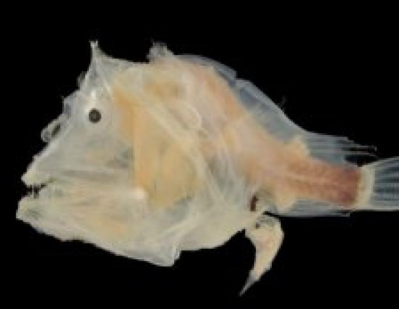 Фотография рыбы удильщика. «Морской чёрт»: жизненный цикл рыбы глубоководный удильщик. Взаимодействие с человеком