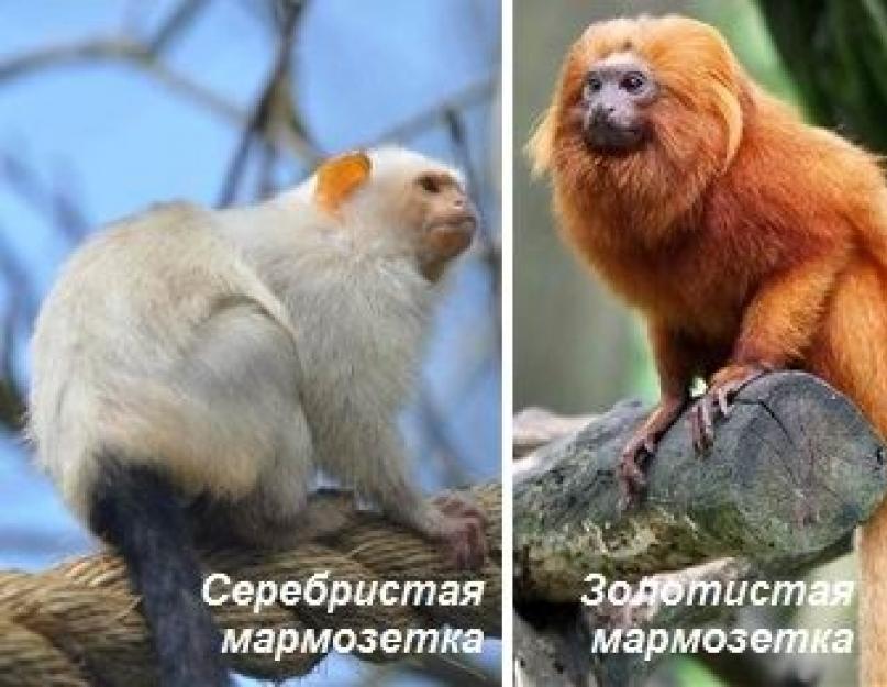 حيوان مارموسيت.  وصف ونمط حياة قرود القرد.  معجزة صغيرة - متوسط ​​العمر المتوقع لمحتوى قرد القرد في المنزل