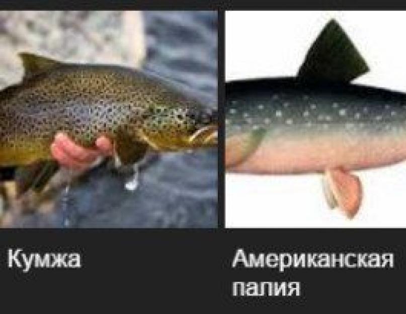التراوت النهري: حيث يتواجد في روسيا، من أصناف التراوت.  سمك السلمون المرقط لحم سمك السلمون المرقط النهري