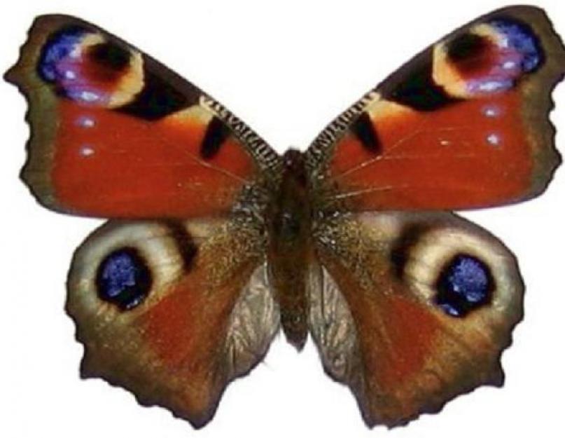 Бабочка павлиний глаз в спячке. Бабочка дневной павлиний глаз: описание и фото. Опасности, подстерегающие насекомых зимой