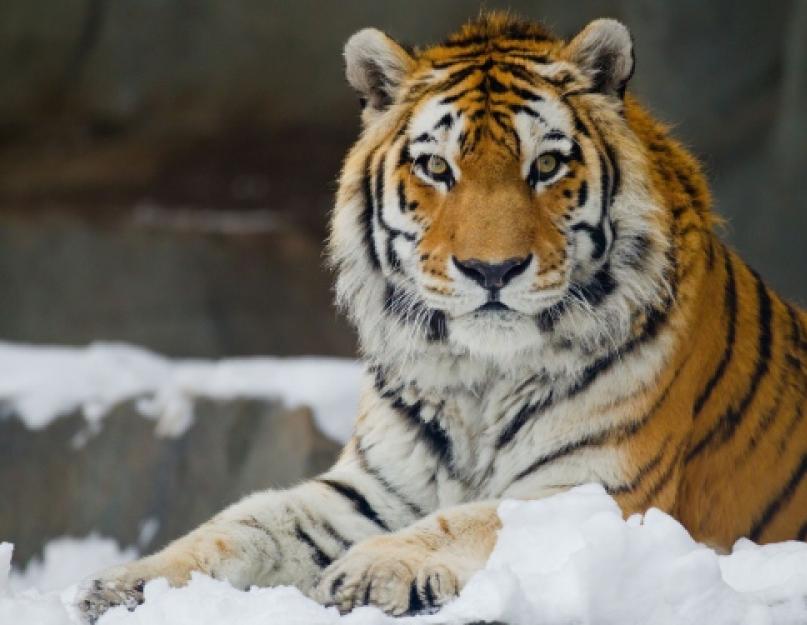 Izveštaj: Amurski tigar.  Amurski tigar (lat Panthera tigris altaica) Ugrožena životinjska vrsta Amurski tigar