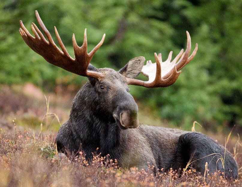 الأيائل هو سيد عظيم من الغابات المحلية.  كيف تكون في اجتماع مع Elk؟  الموظ - الصورة والوصف والأنواع وماذا يأكل وأين يعيش