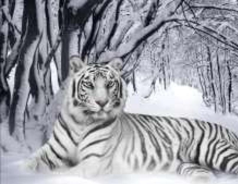 Ареал обитания тигра. Тигр (Panthera tigris)