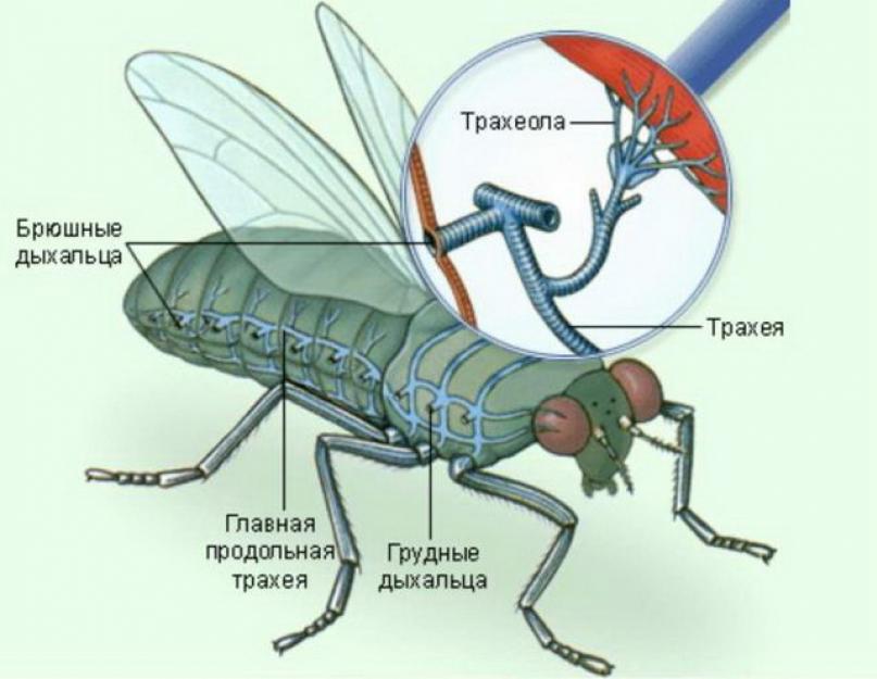 الهيكل الخارجي لممثلي فئة الحشرات.  أنواع الفراشات: المظهر ، الأصناف ، هيكل الحشرة المظهر وهيكلها