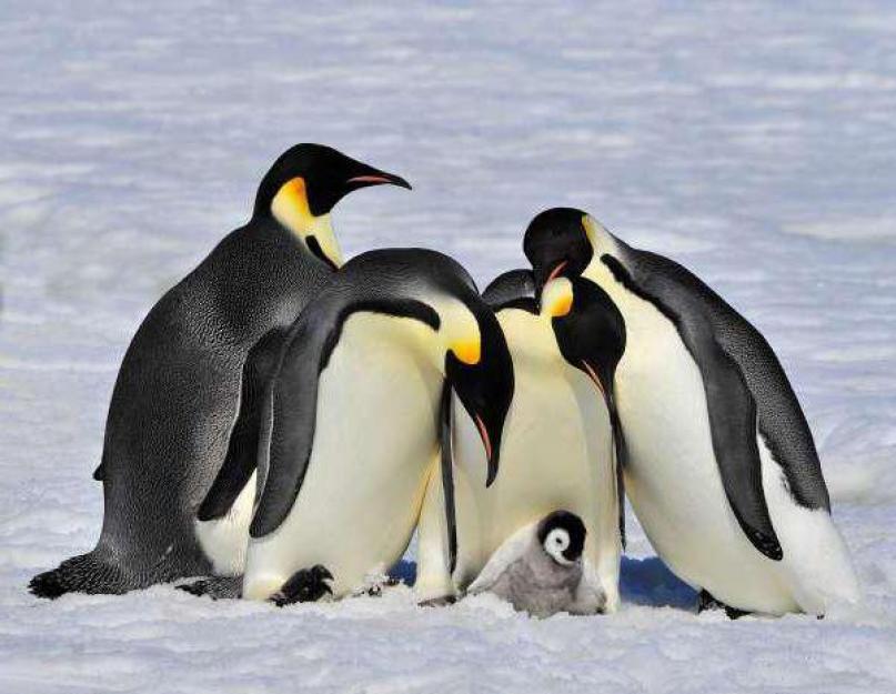 Пингвины: интересные факты. Виды пингвинов Интересное про пингвинов для детей