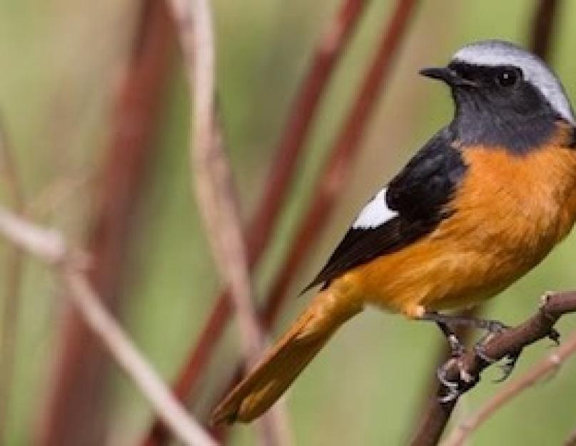 Hány órakor kezd el énekelni reggel a vörös raj.  A közönséges vörösbocska kicsi, de színes madár.  költöző madár vagy sem