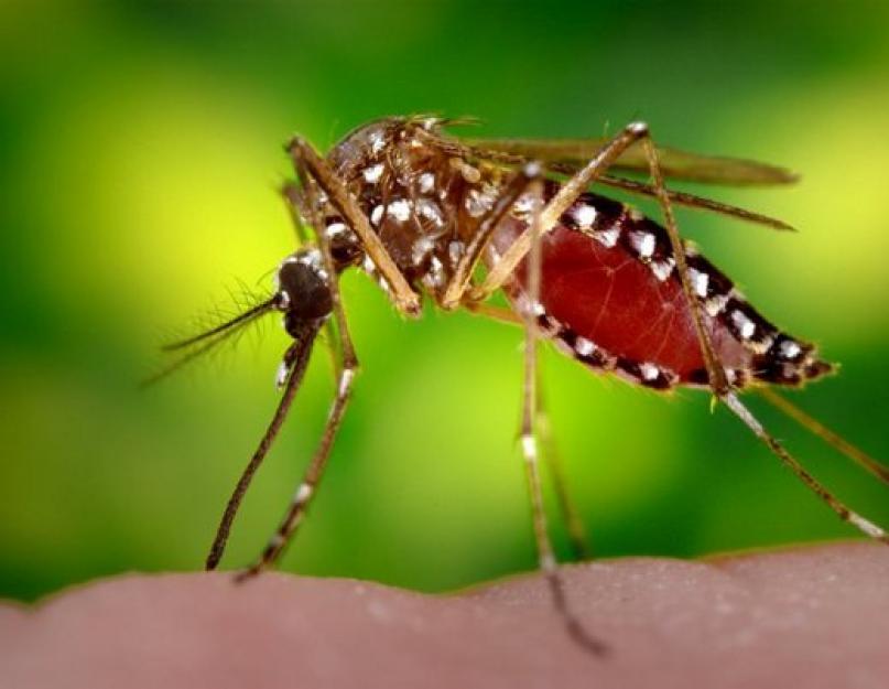 Koja je razlika između komaraca i komaraca?  Komarci: fotografija i opis opasnog ljudskog neprijatelja