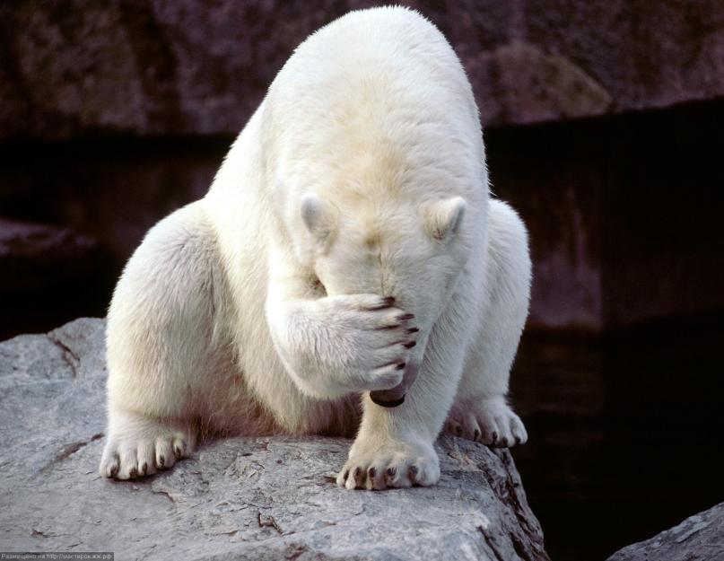 A jegesmedve, hol él, miért fehér a jegesmedve, mit eszik, fotó, videó.  Milyen természeti területen él a jegesmedve: az elterjedés és a túlélés jellemzői