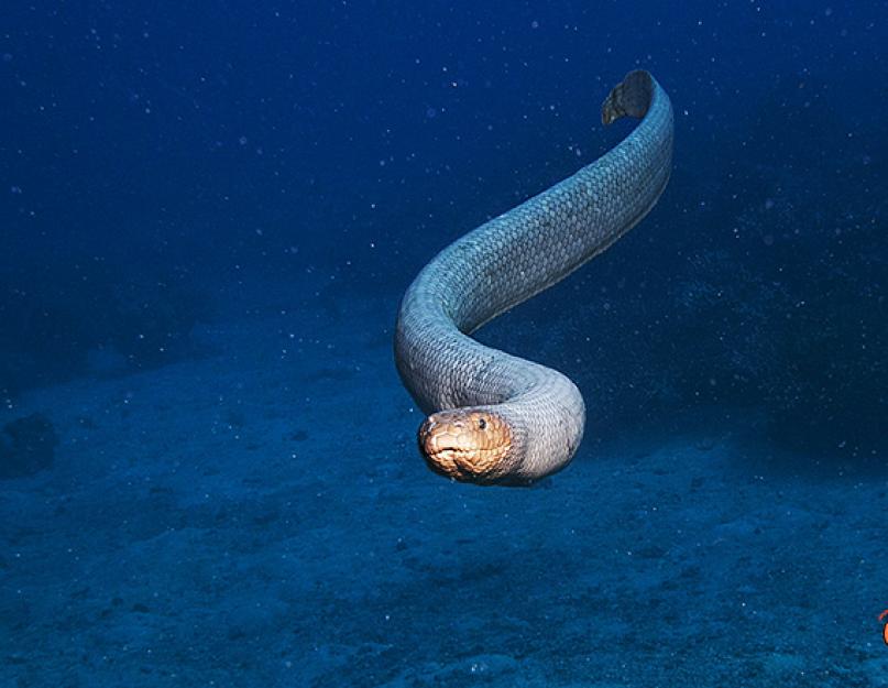 Jūros gyvatė juodai baltais dryžiais.  Jūros gyvatės.  Kaip jie išdėstyti
