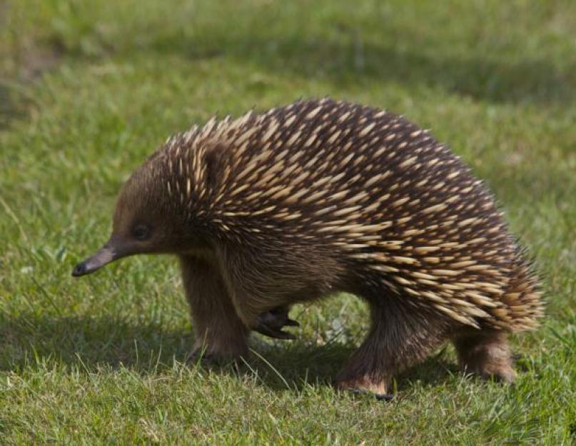 Ehidna životinja - fotografija ehidne.  Ehidna životinja (lat. Tachyglossidae) Gdje žive ehidne?