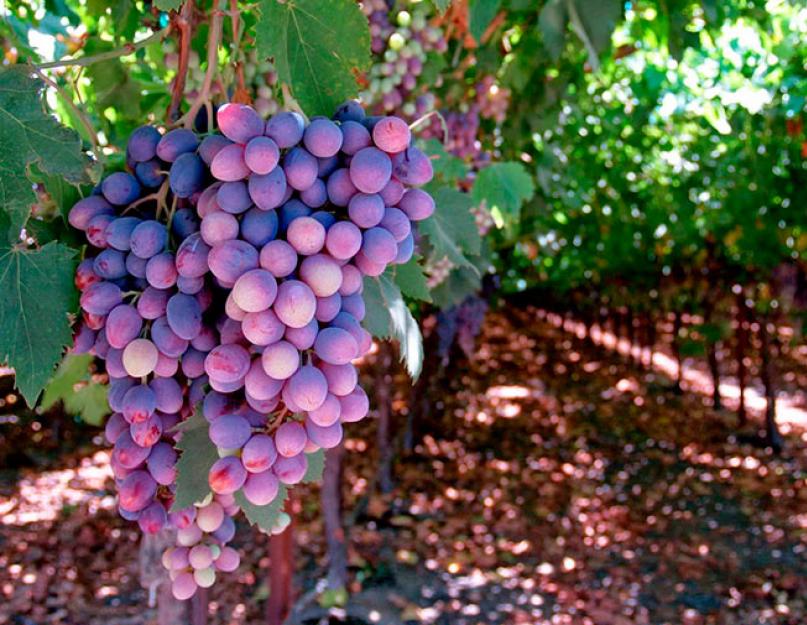 نبيذ العنب محلي الصنع