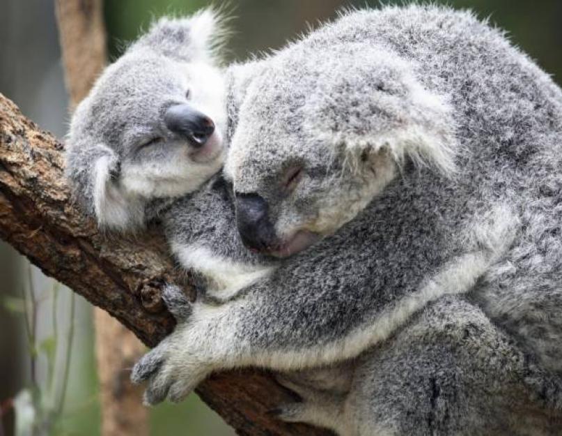 Ki eszik eukaliptuszt.  Hol él a koala, hogyan néz ki, mit eszik?  Erszényes koala típusa.  Rövid történelmi háttér
