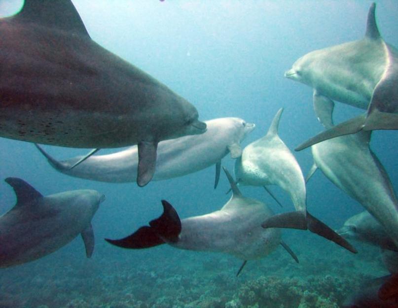 Zašto se ajkule boje delfina, nevjerovatne činjenice.  Ovo je zanimljivo: zašto se ajkule boje delfina