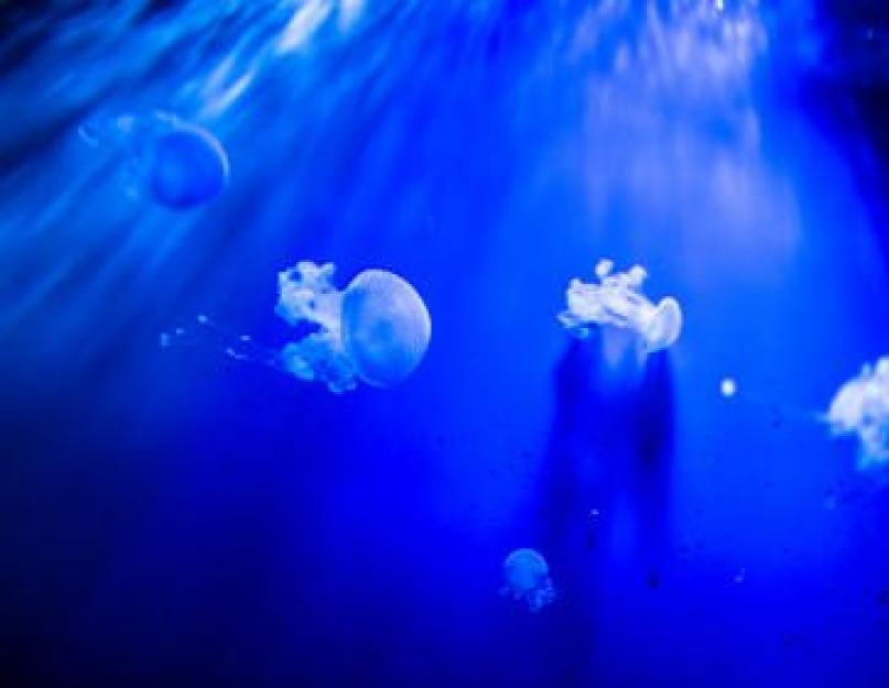 Giliavandenės medūzos.  Retos ir neįprastos medūzų rūšys
