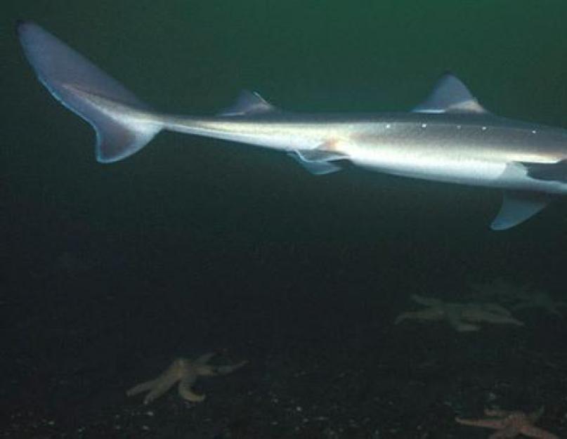 Kuriai grupei priklauso katranas?  Ar Juodojoje jūroje yra pavojingų ryklių?  Ar katrano mėsa yra valgoma?