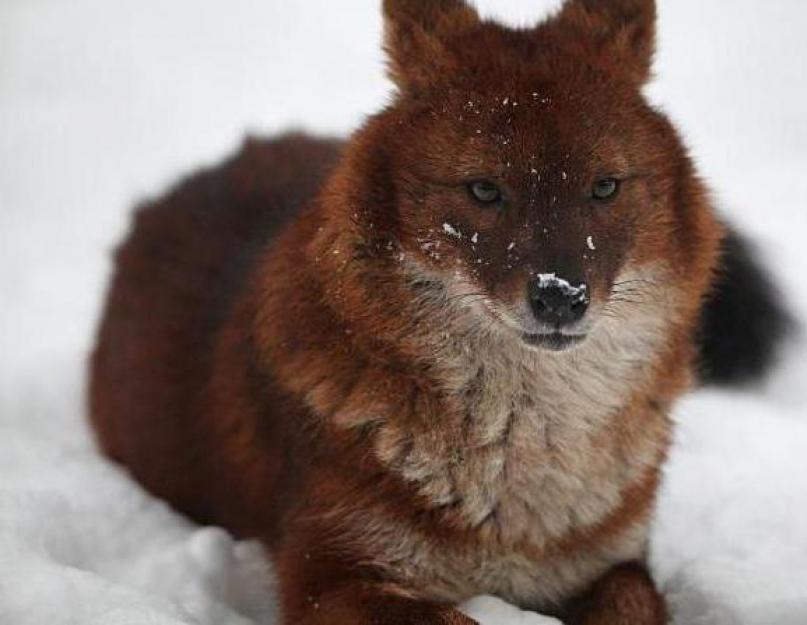 Raudonasis arba kalnų vilkas yra Raudonosios knygos gyvūnas.  Plėšrūno nuotrauka, aprašymas ir gyvenimo būdas.  Raudonasis vilkas (kalnas): rūšies aprašymas, gausa.  Populiacijos išsaugojimo problema Pranešimas apie raudonąjį vilką