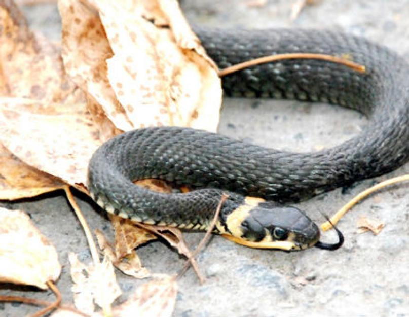 Jau eilinis.  Visi gamtos mylėtojai turėtų žinoti, kaip atskirti gyvatę nuo žalčio Skirtumas tarp žalčio ir gyvatės yra aplinkinis pasaulis